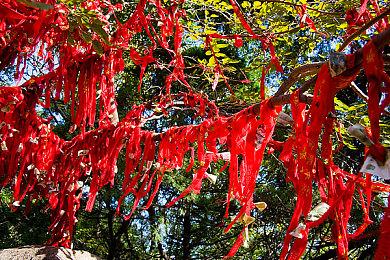 网飞《龙腾世纪》电视剧被曝制作中 或为真人出演